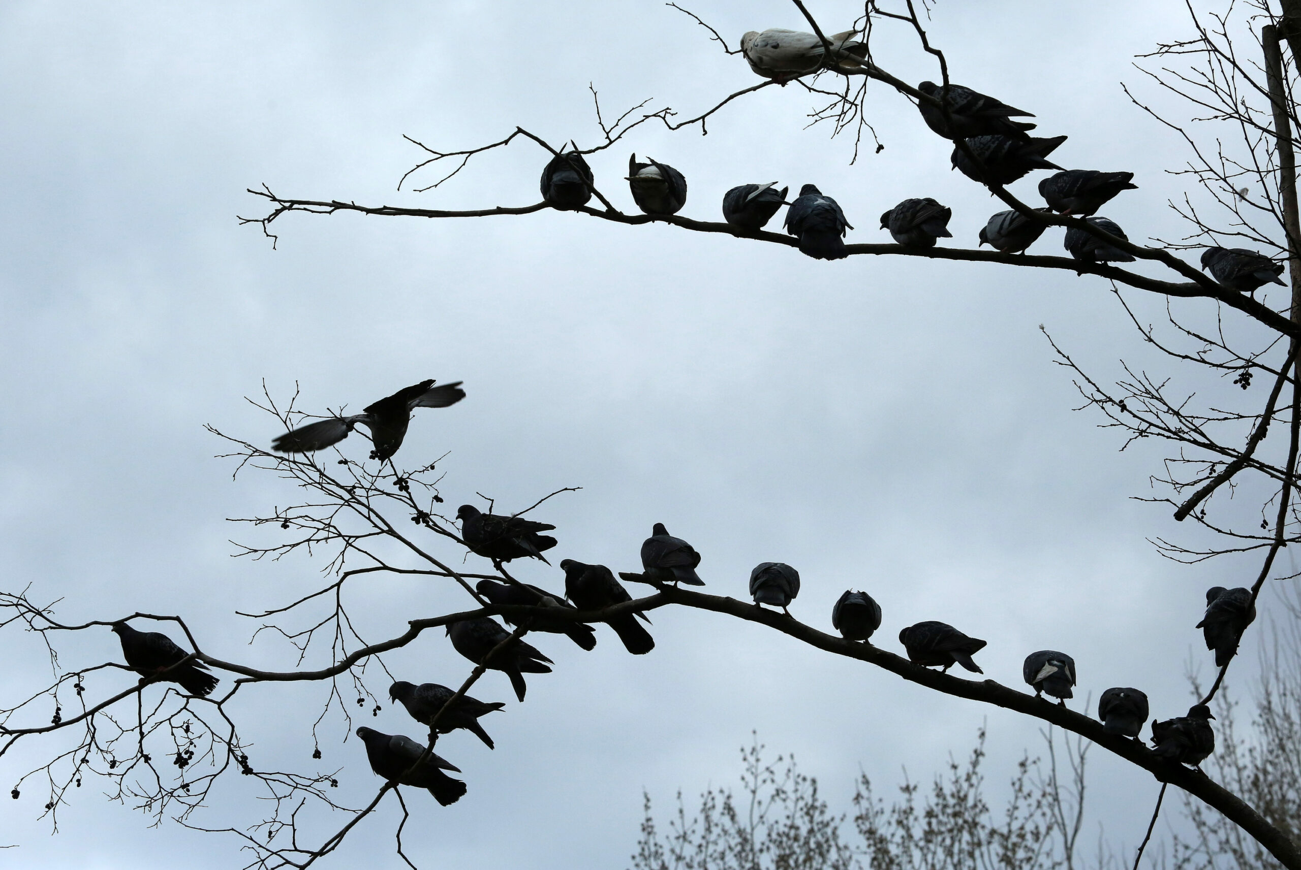 В Петербурге спасли голубят при сносе здания