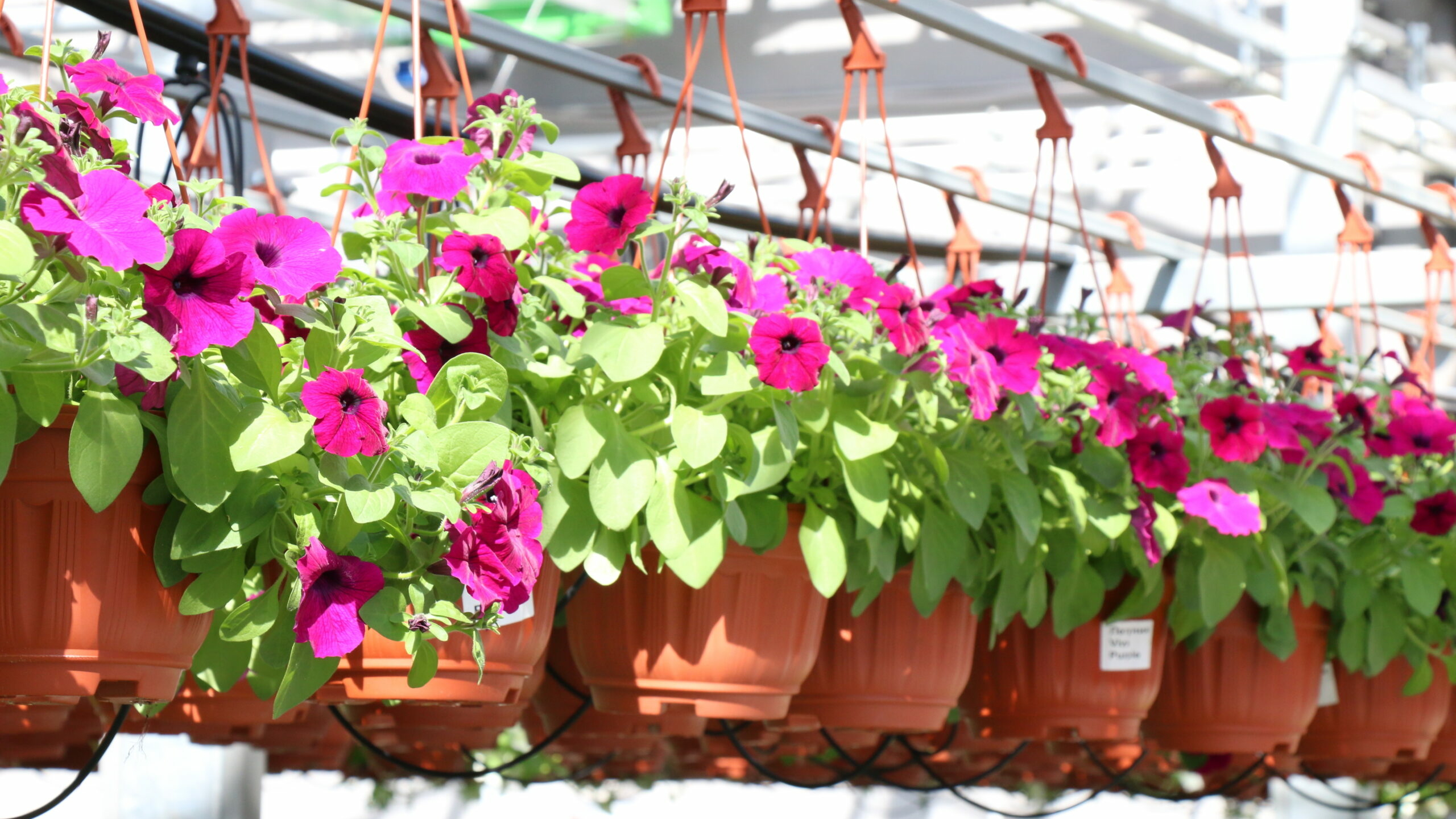 Петербургские магазины цветов столкнулись с дефицитом зарубежных растений