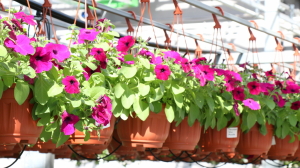 Петербургские магазины цветов столкнулись с дефицитом зарубежных растений
