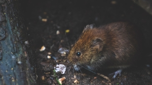 Крысы расплодились в петербургских помойках после начала работы НЭО: совпадение?