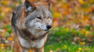 В Ленобласти на базе отдыха незаконно держали филина и красного волка