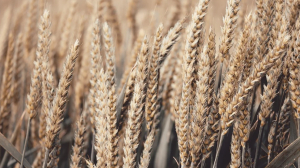 Петербург закупит 3 тысячи тонн пшеницы за 68,2 млн