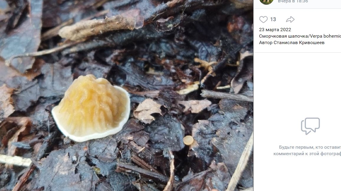 Сморчки и саркосцифы: в Ленобласти выросли первые грибы