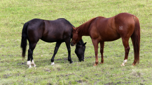 В Туве после поедания конины четверо заболели сибирской язвой