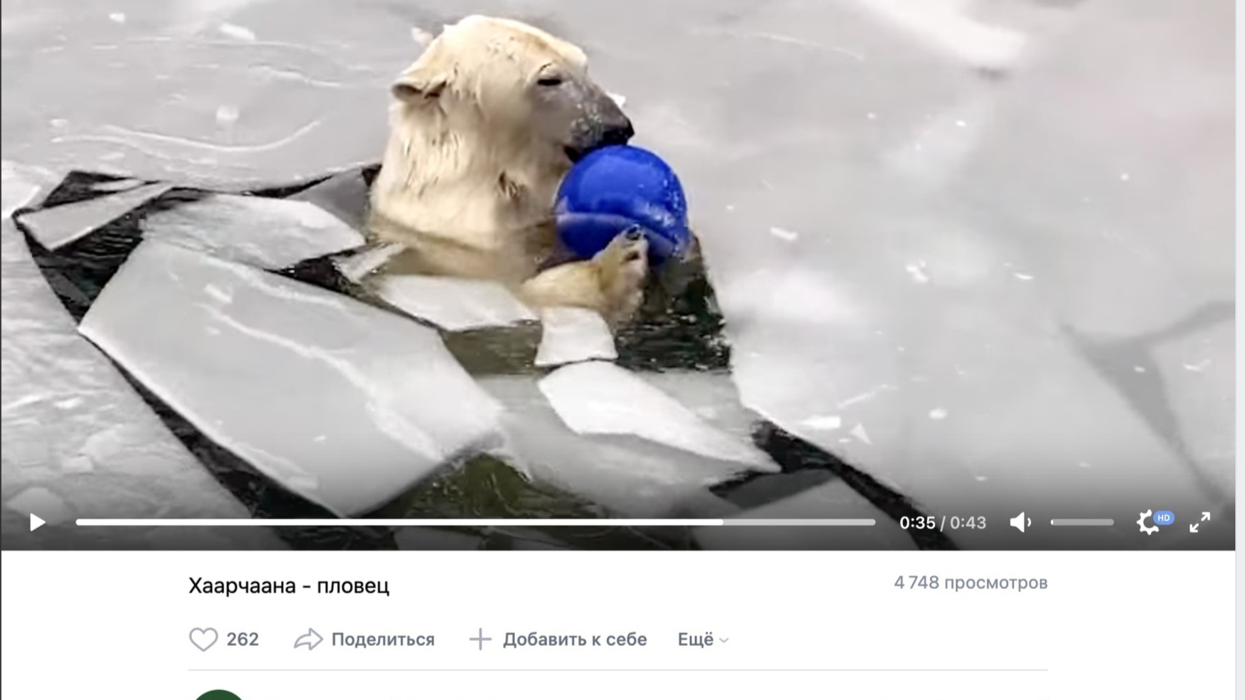 В Ленинградском зоопарке рассказали о любимой игре белой медведицы Хаарчааны