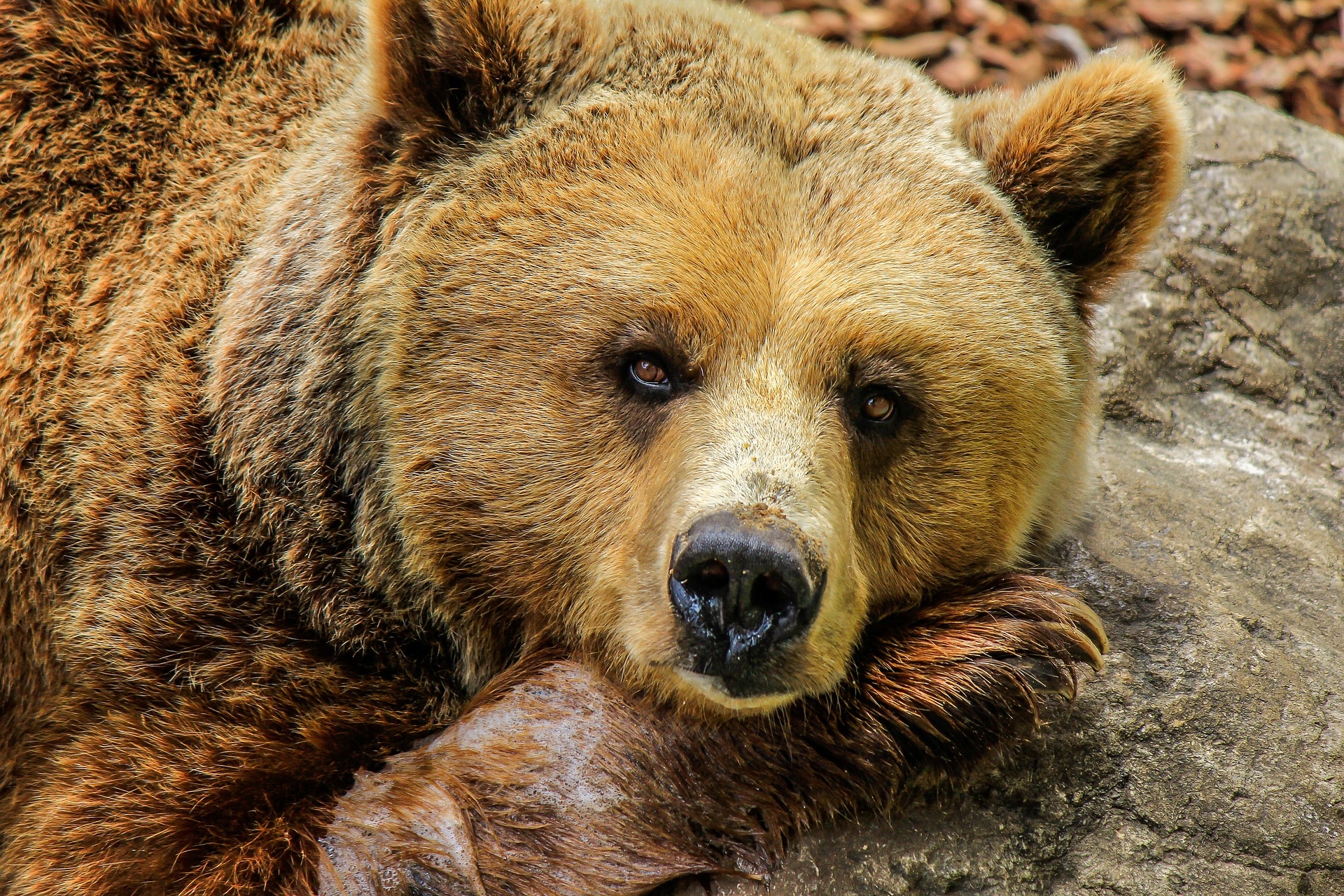 Местных жителей Гатчинского района предупредили о медвежьей опасности