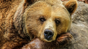 В Ленобласти заметили первые следы медведей после зимней спячки