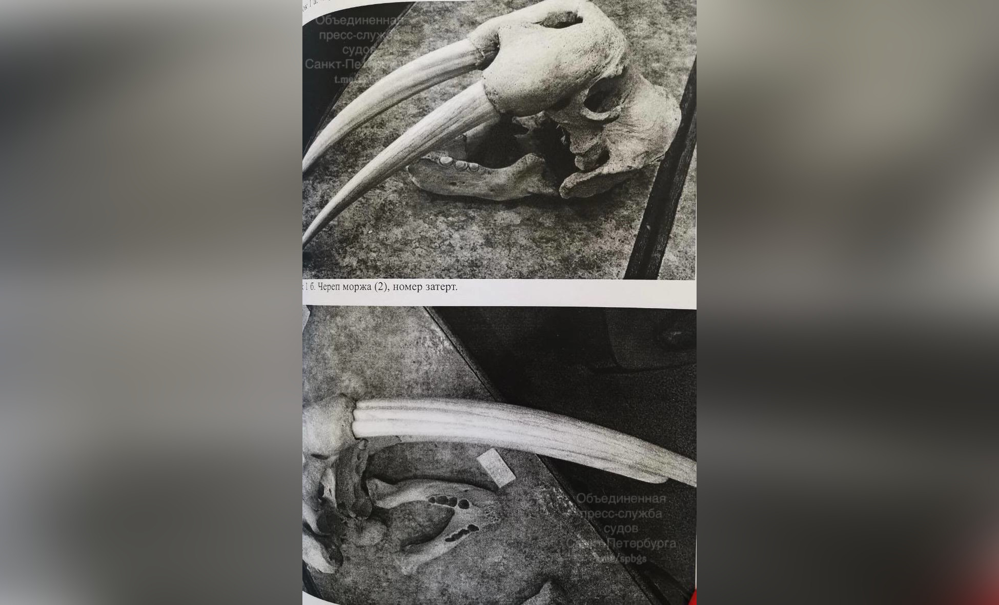 За кражу 33 черепов животных из Зооинститута РАН столяр получил пять лет условно