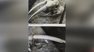 За кражу 33 черепов животных из Зооинститута РАН столяр получил пять лет условно