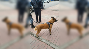 Рабочий день Выборгского райсуда начался с проверки полицейской собакой