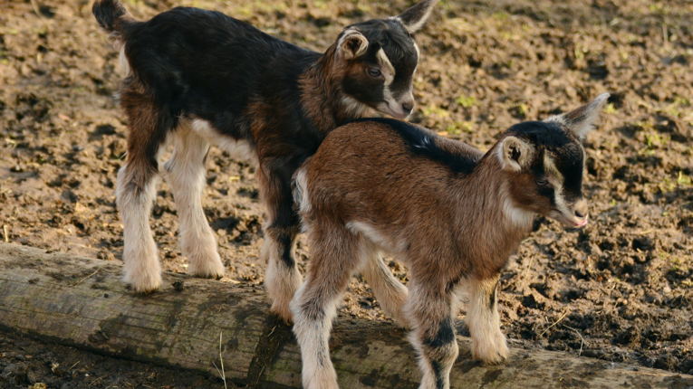 В Ленинградском зоопарке на свет появились 11 карликовых козлят