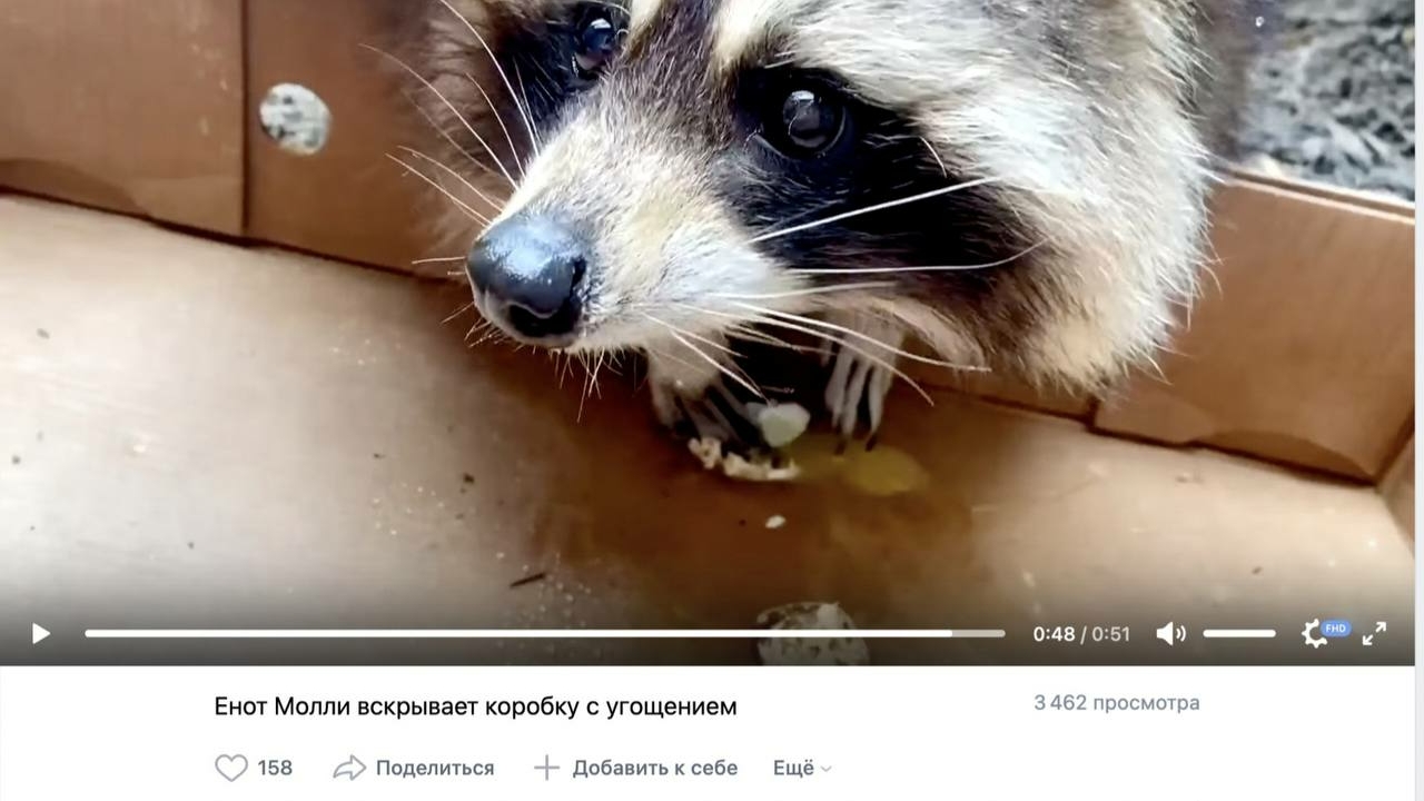 Ленинградский зоопарк показал, как енот Молли деликатно распаковывает коробку с угощением