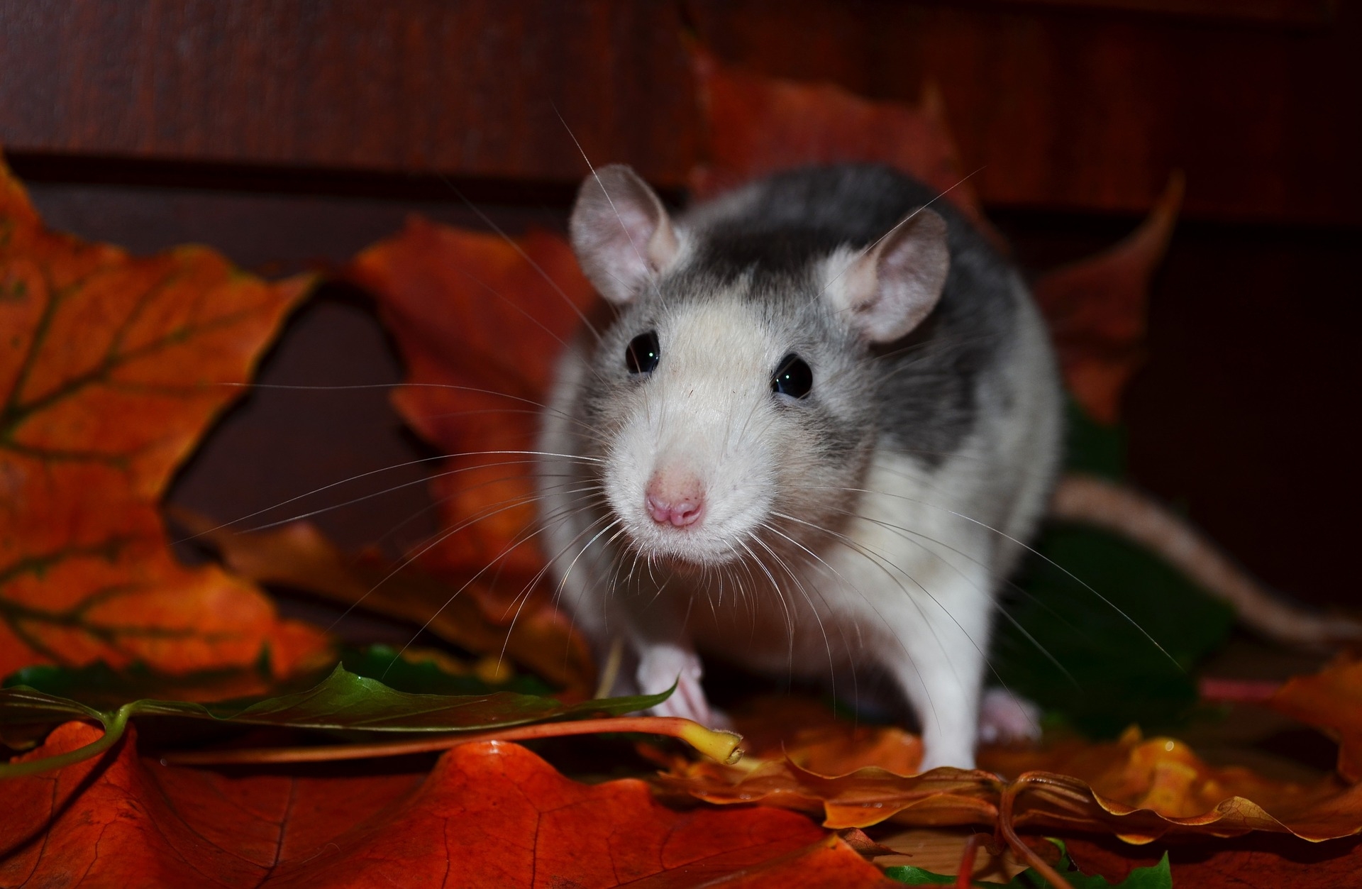 Крысы-алкоголики бросили пить с помощью генной терапии