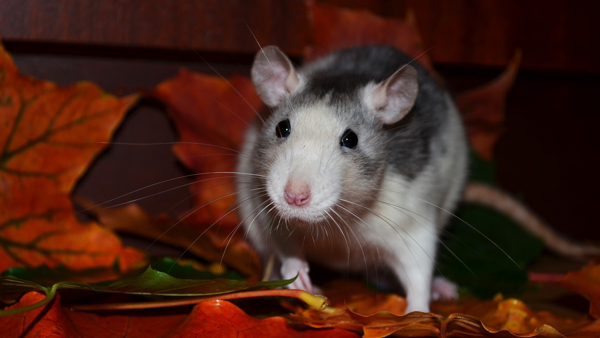 Крысы-алкоголики бросили пить с помощью генной терапии