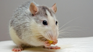 Почти 20% жилых домов в Петербурге заселены крысами