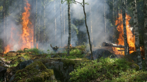 Западные санкции могут увеличить число пожаров в лесах Ленобласти
