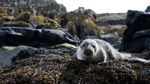 С южного берега Финского залива привезли двух маленьких изнеможденных и раненых тюленей
