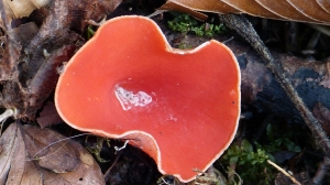 В лесах Ленобласти появились первые съедобные грибы – саркосцифы австрийские