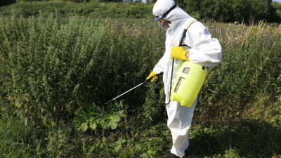 В Петербурге садовники продолжают бороться с борщевиком Сосновского