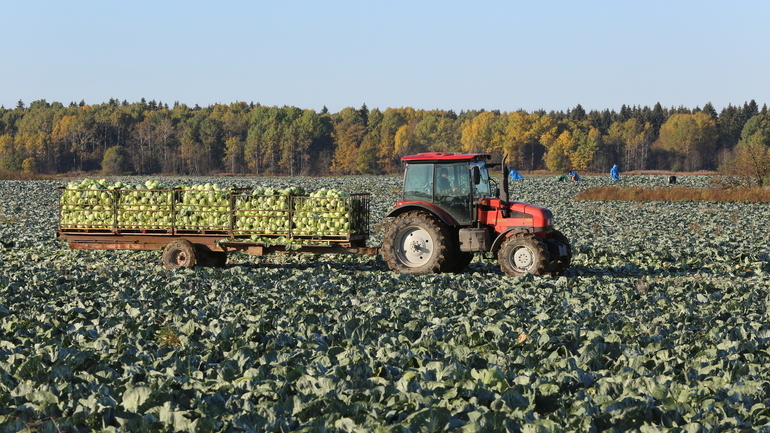Сельское хозяйство Петербурга поддержат 149 млн рублей субсидий