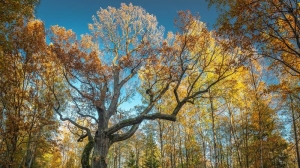 Старинный дуб из Петербурга поборется за звание главного дерева России в 2022 году