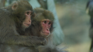 Вирусолог Альтштейн оценил вероятность пандемии оспы обезьян в мире