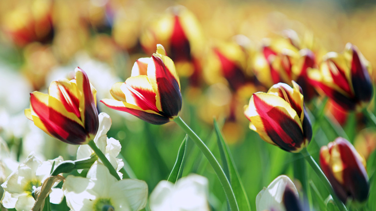 Фестиваль тюльпанов состоится на Елагином острове 14 мая