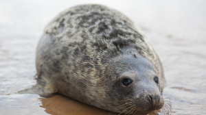 В Петербурге начался сезон мертвых тюленей