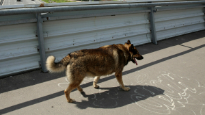 Петербургские специалисты обустроят в Мариуполе площадку для бездомных собак