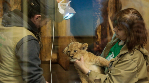 Ленинградский зоопарк ищет новых сотрудников по уходу за животными