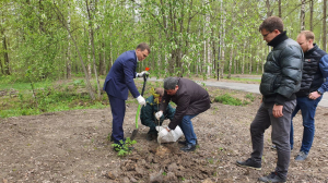 В Тосно высадили дубовую аллею в честь легендарного лесника Петра Антипова