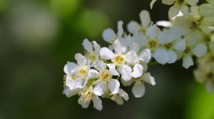 Синоптик Колесов «рассекретил» зависимость между цветением черемухи и похолоданием в Петербурге