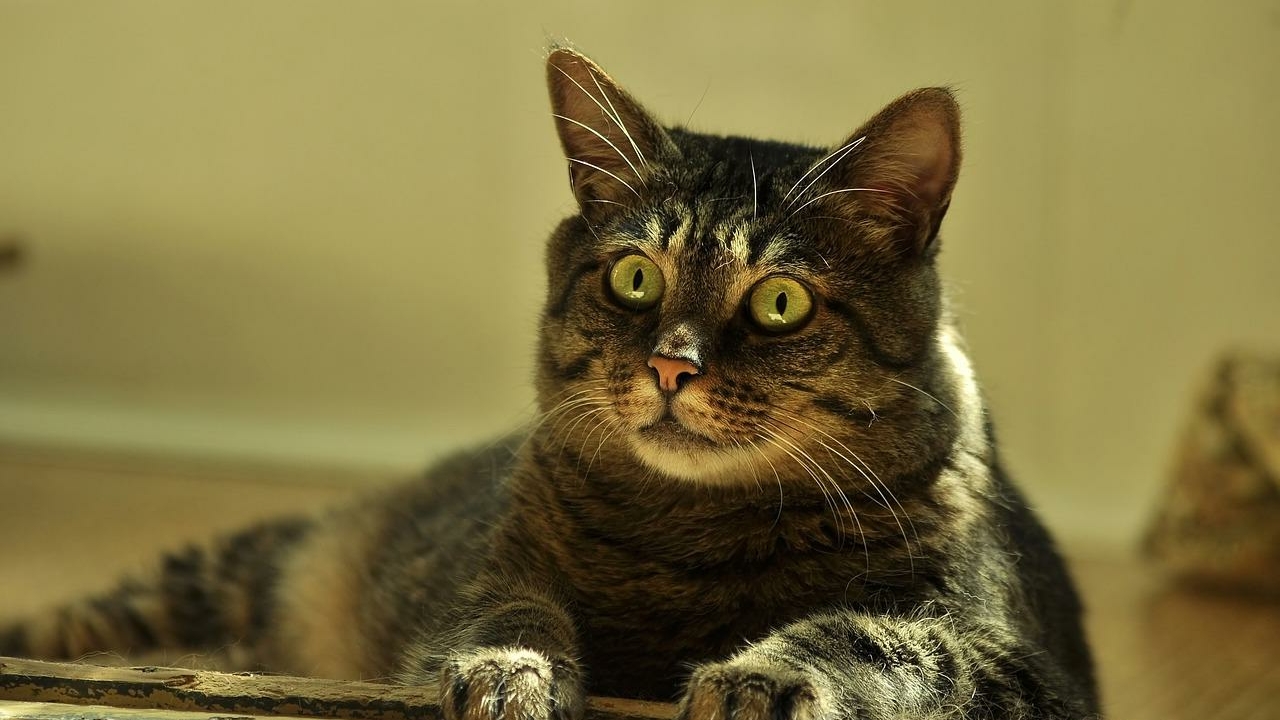 Золотые яички: кто делает миллионы на кастрации петербургских котиков