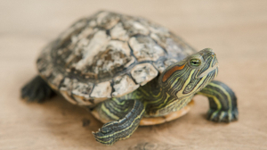 Петербуржцев шокировал пожилой потрошитель живой черепахи в Малиновке