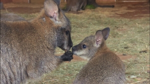 Четверо малышей кенгуру родились в Ленинградском зоопарке