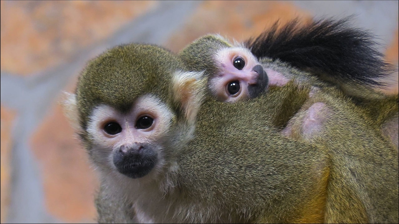 В Ленинградском зоопарке родилось две обезьянки