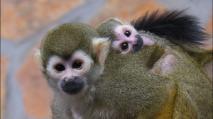 В Ленинградском зоопарке родилось две обезьянки