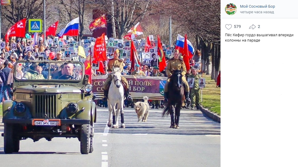 Бродячий пес Кефир принял участие в шествии «Бессмертного полка» в Сосновом Бору