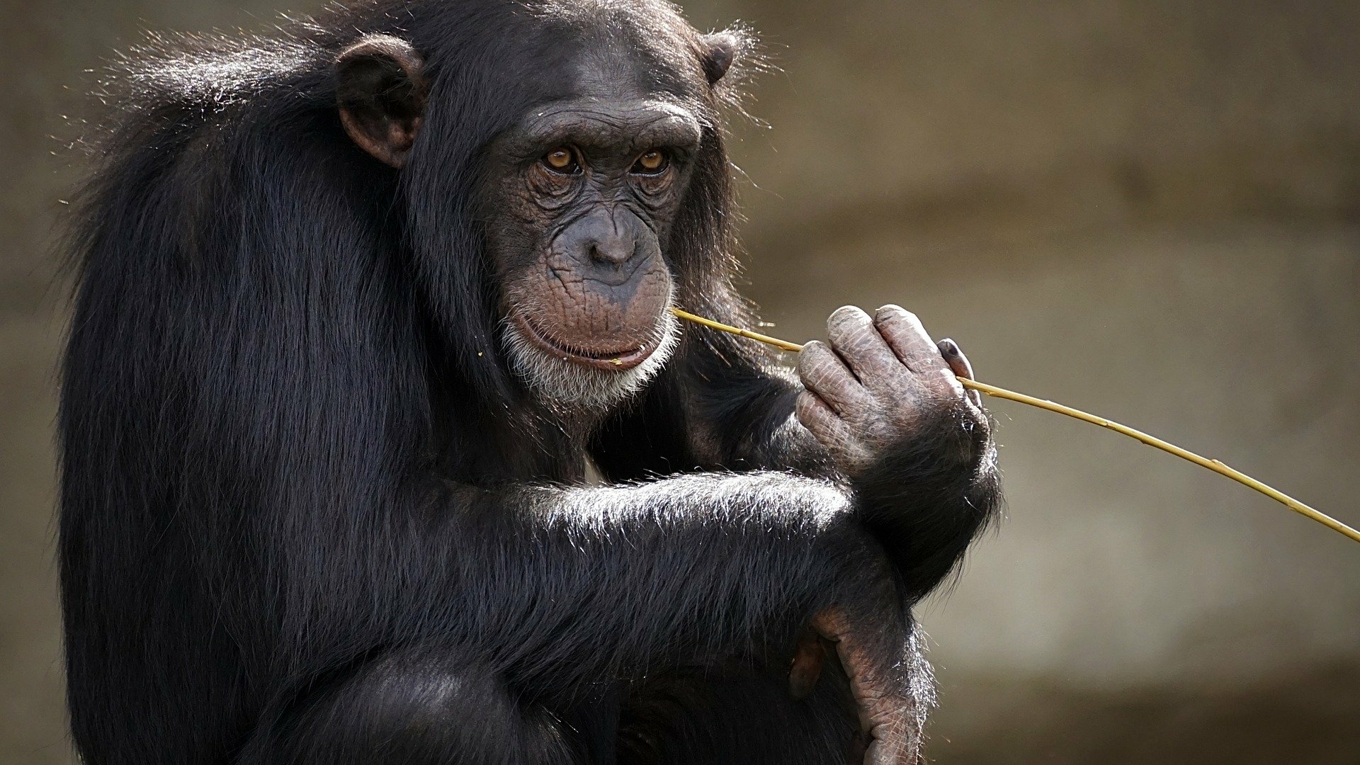 Антропологи раскрыли ранее неизвестный язык шимпанзе с помощью 5 тысяч записей вокала