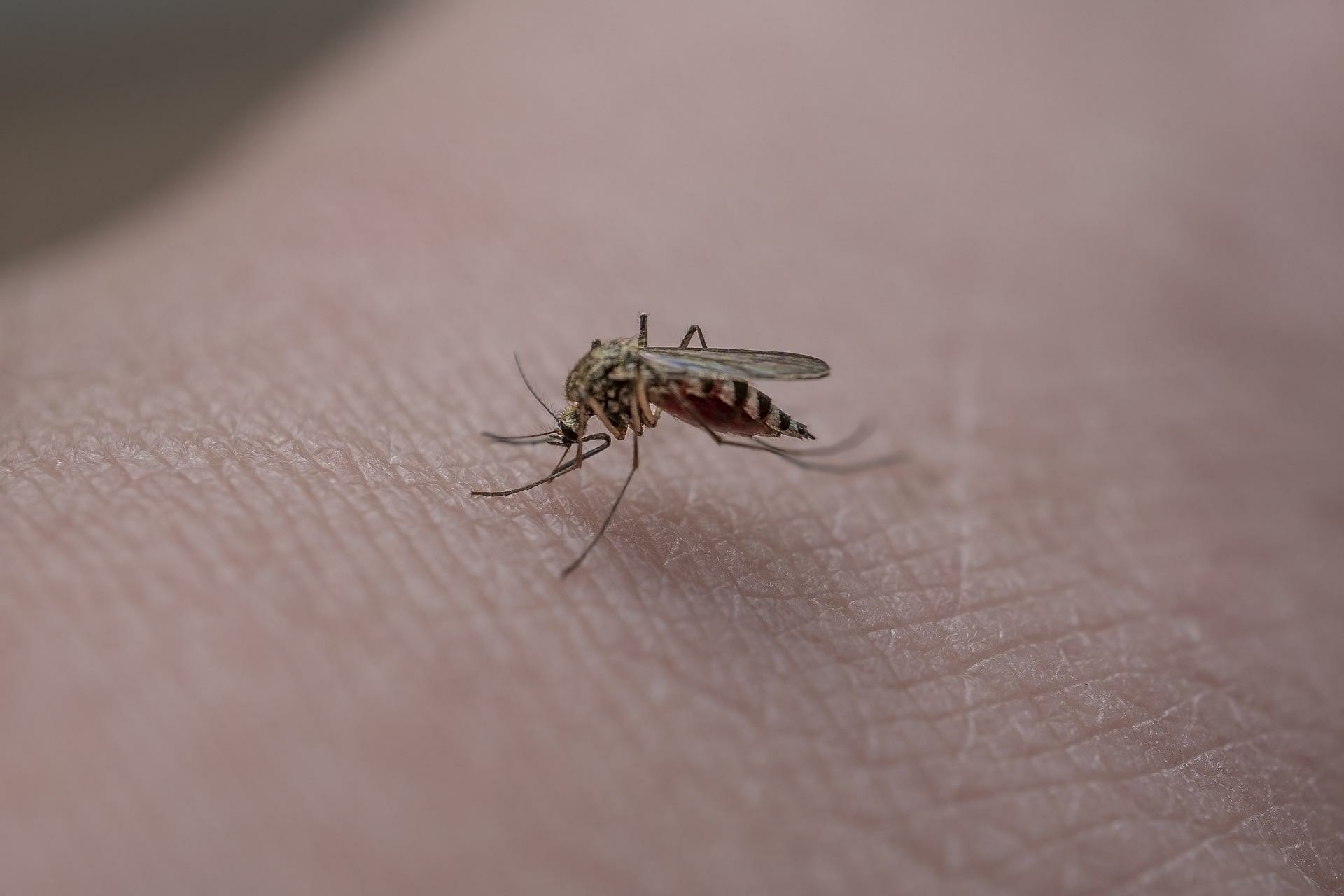 Через две недели Петербург атакуют комары