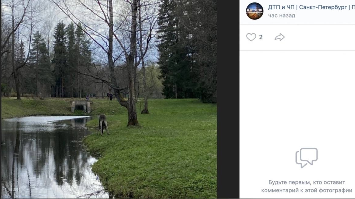 Петербуржцы заметили в Павловском парке гуляющего лося