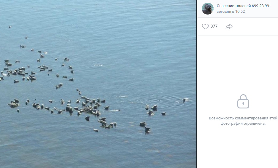 В Финском заливе с вертолета пересчитали серых тюленей
