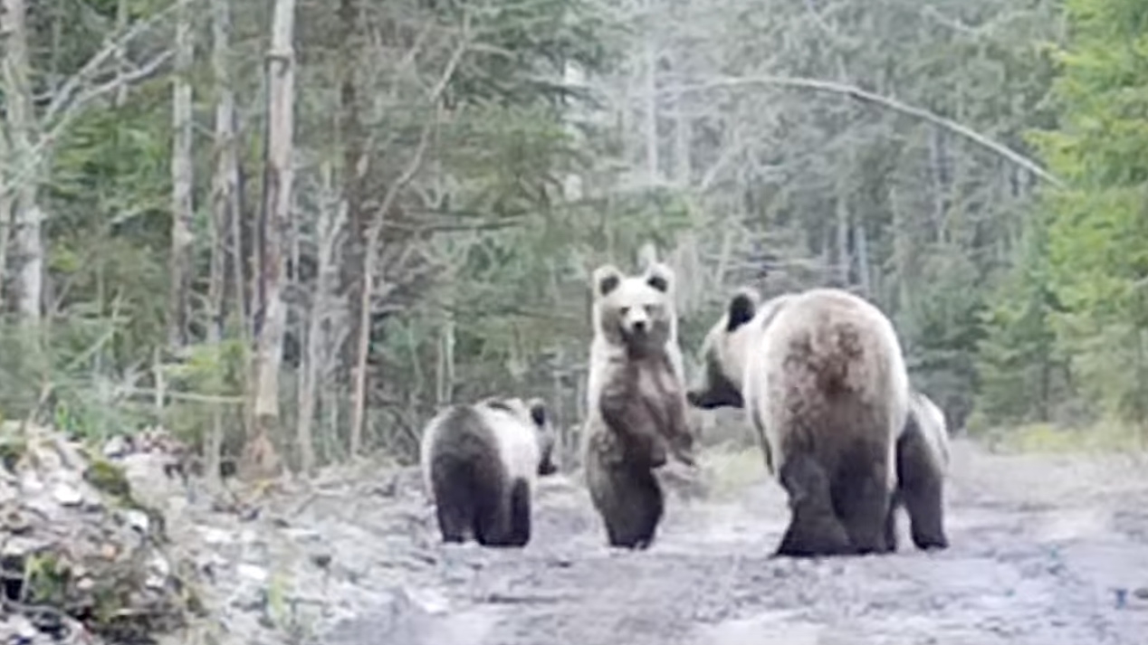 Прогулка послушных медвежат с мамой попала на камеры заповедника в Ленобласти
