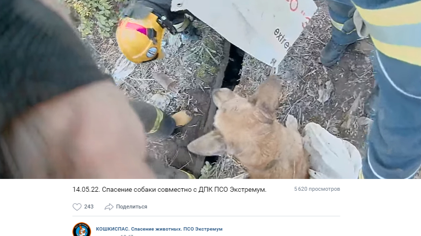 Волонтеры спасли собаку, оставленную умирать под бетонными плитами в Петербурге