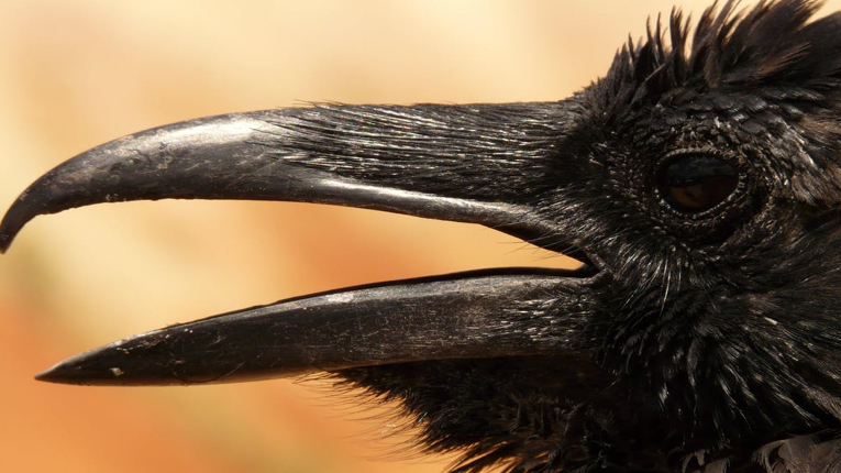 В Пушкине родители черного вороненка уговаривали его полетать