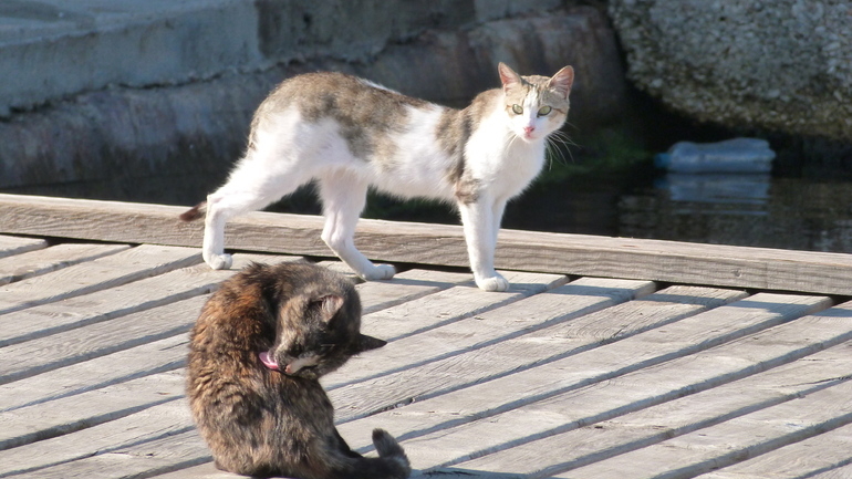 Управляющие компании замуровывают петербургских кошек живьем, не смотря на федеральные нормы