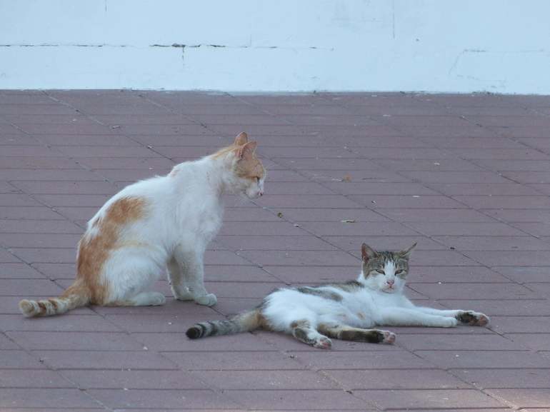 Ученые разгадали секрет мурлыкания кошек