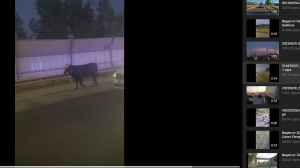Полиция сопроводила потерявшегося бычка на Киевском шоссе