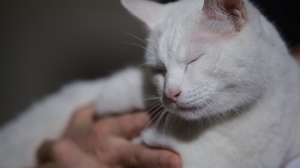 «Из жалости»: пьяный петербуржец объяснил, зачем забил до смерти кирпичом свою кошку