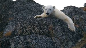 Ученые обнаружили в Гренландии необычных медведей